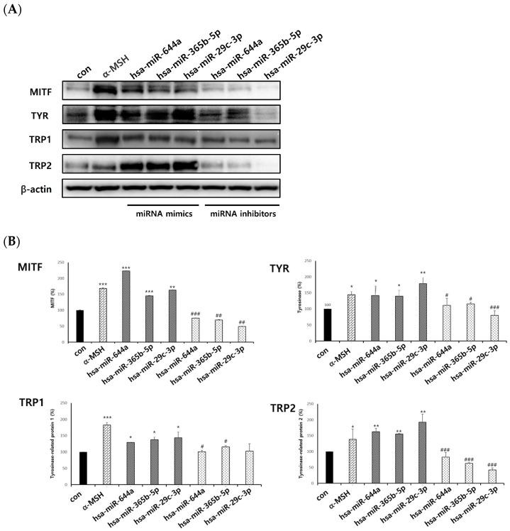https://cdn.ncbi.nlm.nih.gov/pmc/blobs/c9af/10970293/8707e7e7f8ba/ijms-25-03095-g008.jpg