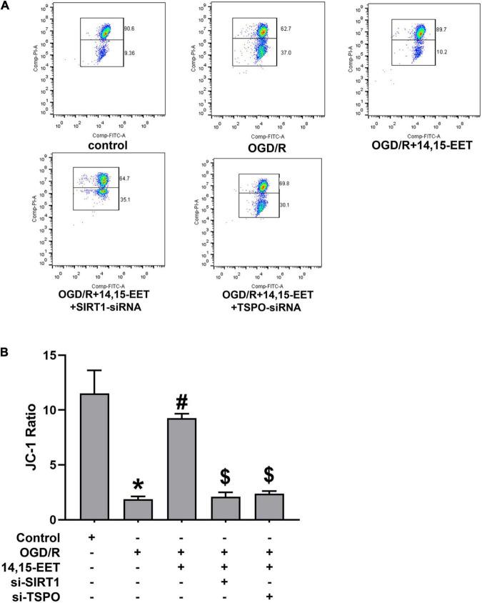 https://cdn.ncbi.nlm.nih.gov/pmc/blobs/c9b3/9086968/71a7631539b1/fncel-16-888836-g002.jpg