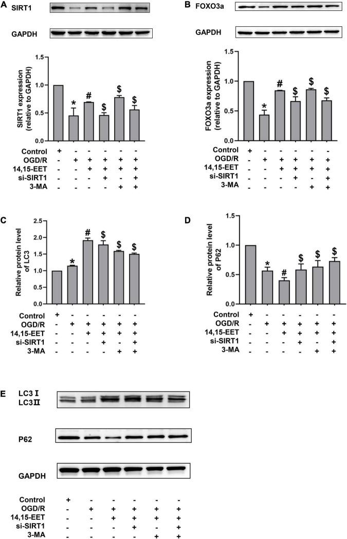 https://cdn.ncbi.nlm.nih.gov/pmc/blobs/c9b3/9086968/c8389a4cbdd5/fncel-16-888836-g003.jpg