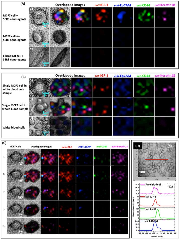 https://cdn.ncbi.nlm.nih.gov/pmc/blobs/c9b6/4015134/9a4fd41a611f/srep04752-f5.jpg