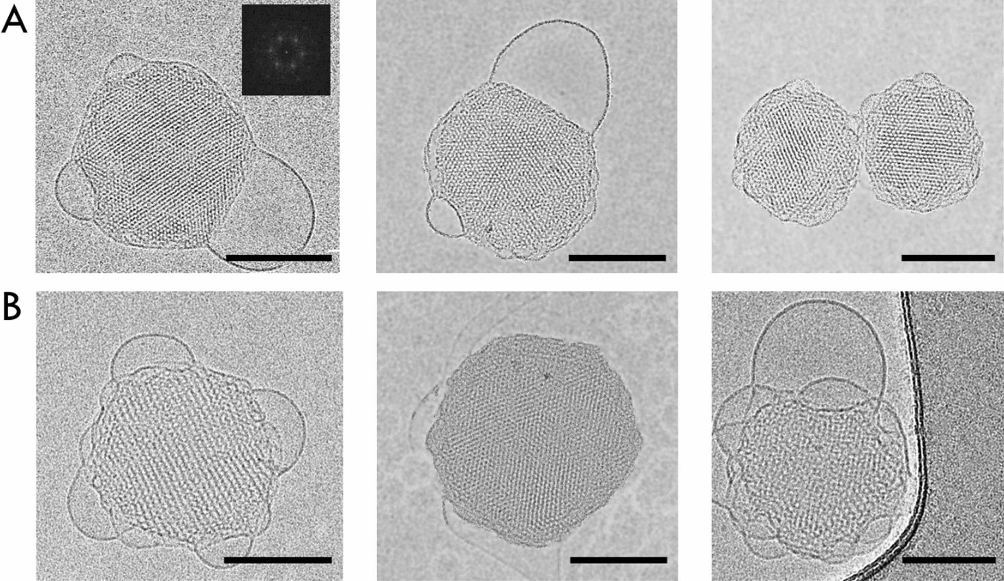 https://cdn.ncbi.nlm.nih.gov/pmc/blobs/c9ba/12057187/ebf5a66737a3/12951_2025_3370_Fig3_HTML.jpg