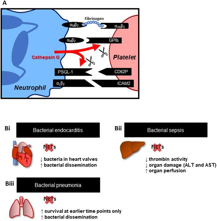 https://cdn.ncbi.nlm.nih.gov/pmc/blobs/c9bb/6595231/b8e3f11e8b16/fcvm-06-00085-g0001.jpg