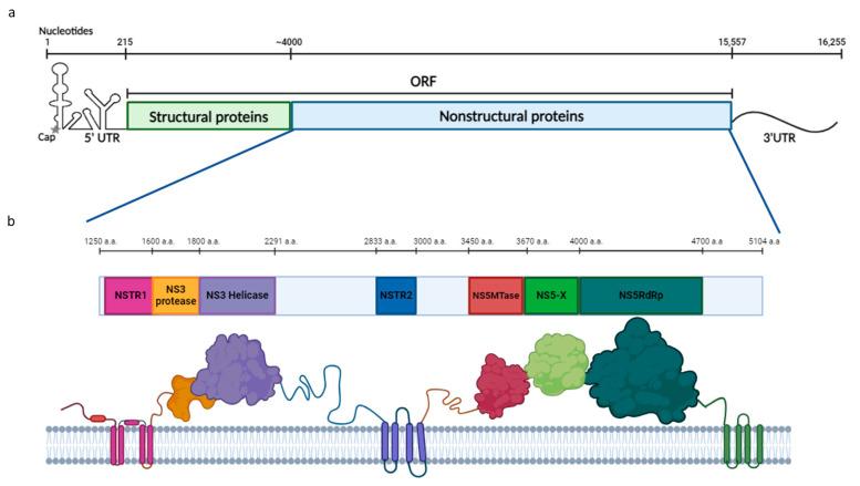https://cdn.ncbi.nlm.nih.gov/pmc/blobs/c9bc/11678601/23c636bfa1cb/ijms-25-13654-g001.jpg