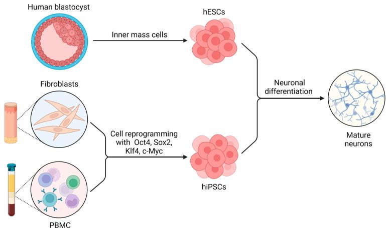 https://cdn.ncbi.nlm.nih.gov/pmc/blobs/c9bc/11988749/1b398e1bb37b/ijms-26-03057-g001.jpg
