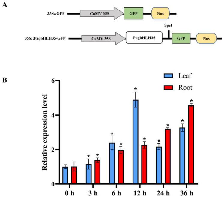 https://cdn.ncbi.nlm.nih.gov/pmc/blobs/c9bd/11244237/c0120ea8fd2b/plants-13-01835-g001.jpg