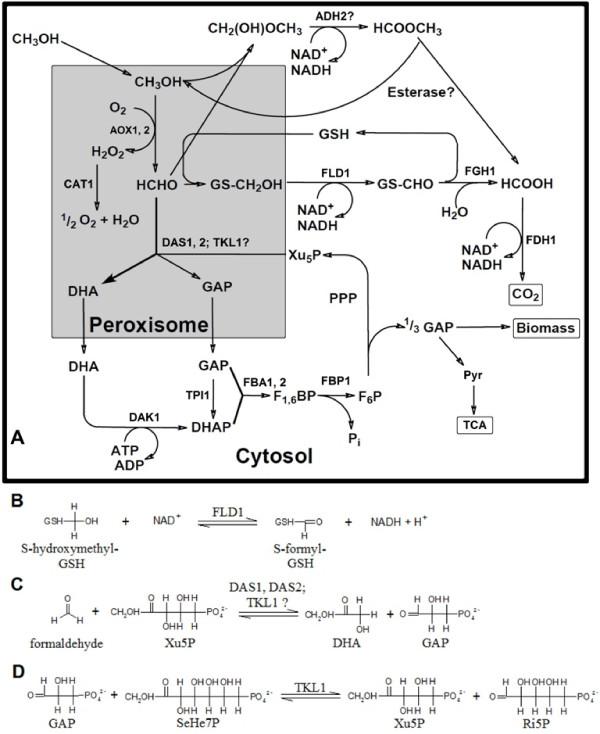 https://cdn.ncbi.nlm.nih.gov/pmc/blobs/c9bd/3295664/ef8450c81643/1475-2859-11-22-1.jpg