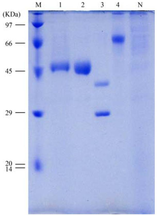 https://cdn.ncbi.nlm.nih.gov/pmc/blobs/c9bd/6269021/0b903468d9d5/molecules-17-09774-g003.jpg
