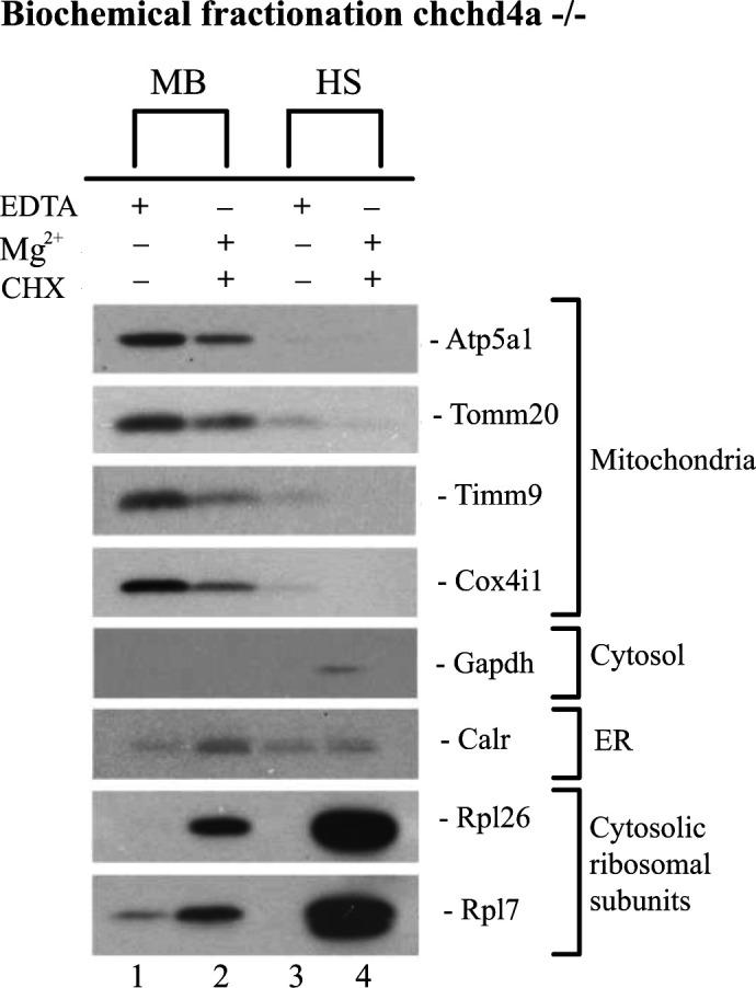 https://cdn.ncbi.nlm.nih.gov/pmc/blobs/c9be/9595208/d338576d4dec/LSA-2022-01514_FigS7.jpg