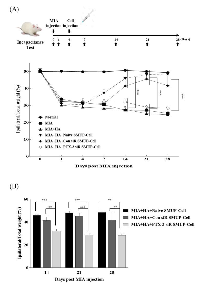https://cdn.ncbi.nlm.nih.gov/pmc/blobs/c9bf/8466059/90e8eff7389c/cells-10-02420-g006.jpg