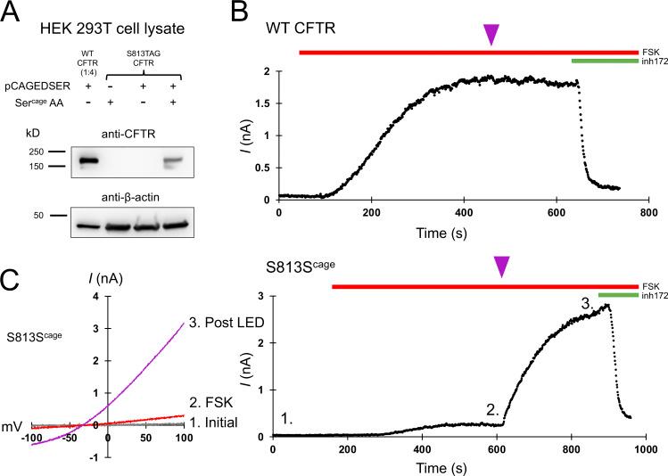 https://cdn.ncbi.nlm.nih.gov/pmc/blobs/c9c1/9930130/048d866b5464/JGP_202213216_Fig2.jpg