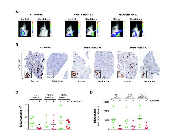 https://cdn.ncbi.nlm.nih.gov/pmc/blobs/c9c2/4052945/006304348cdf/bcr3460-6.jpg