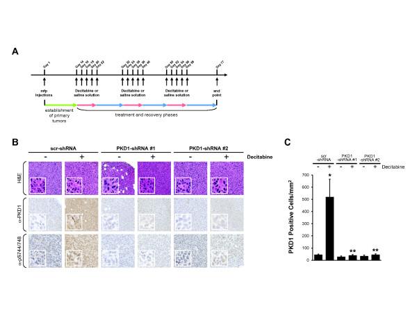 https://cdn.ncbi.nlm.nih.gov/pmc/blobs/c9c2/4052945/8a84d21a2aab/bcr3460-4.jpg