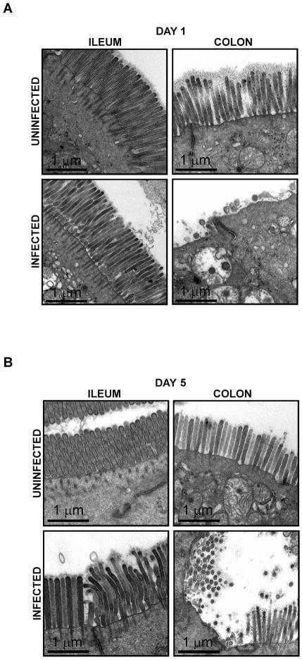 https://cdn.ncbi.nlm.nih.gov/pmc/blobs/c9c6/2912457/56d825028645/nihms174218f4.jpg