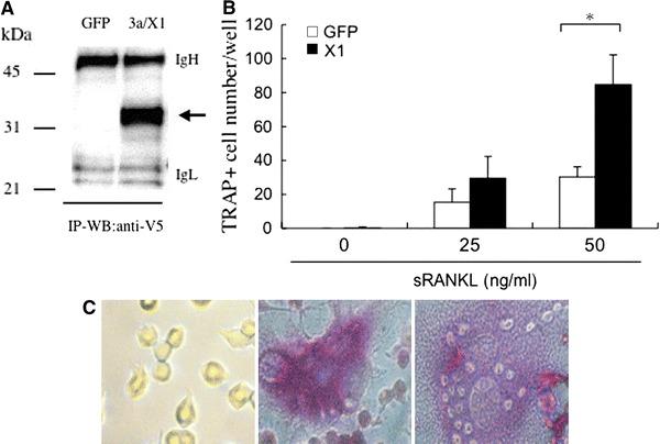 https://cdn.ncbi.nlm.nih.gov/pmc/blobs/c9c6/7086770/7b03bc913870/705_2009_472_Fig4_HTML.jpg