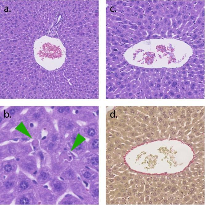 https://cdn.ncbi.nlm.nih.gov/pmc/blobs/c9c9/6363276/85c045d6f60c/bc-2018-006697_0005.jpg