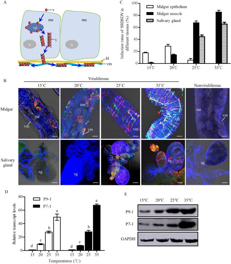 https://cdn.ncbi.nlm.nih.gov/pmc/blobs/c9ca/7951979/44ef22053838/ppat.1009347.g001.jpg