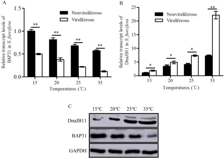 https://cdn.ncbi.nlm.nih.gov/pmc/blobs/c9ca/7951979/9e14f930e156/ppat.1009347.g007.jpg