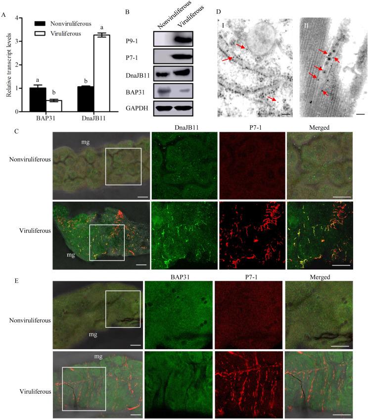 https://cdn.ncbi.nlm.nih.gov/pmc/blobs/c9ca/7951979/af2add1ffa73/ppat.1009347.g005.jpg