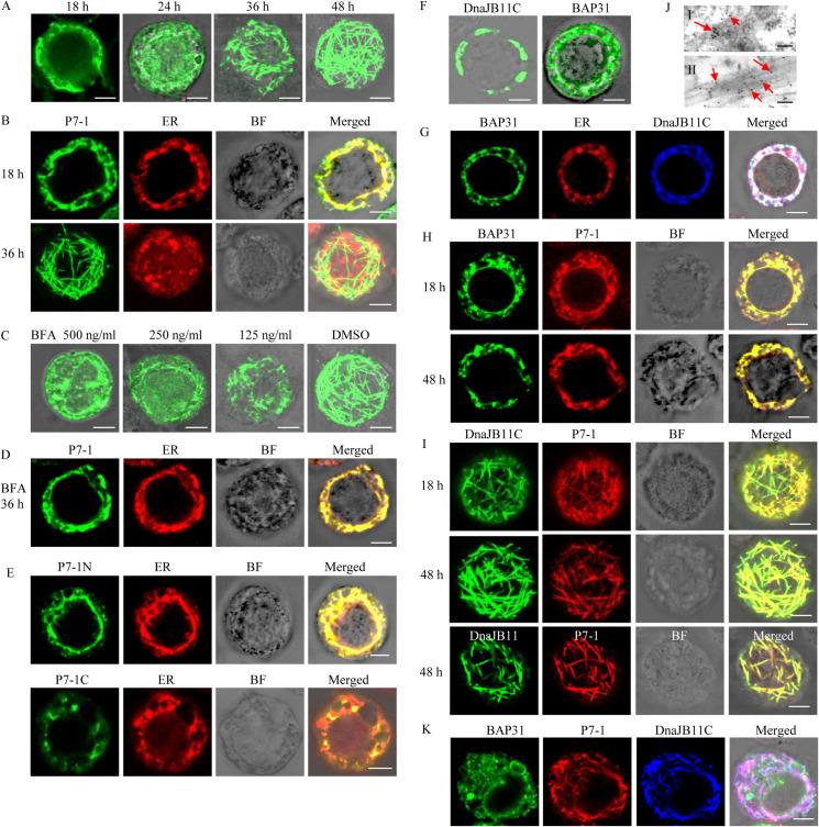 https://cdn.ncbi.nlm.nih.gov/pmc/blobs/c9ca/7951979/cb81623eda70/ppat.1009347.g003.jpg