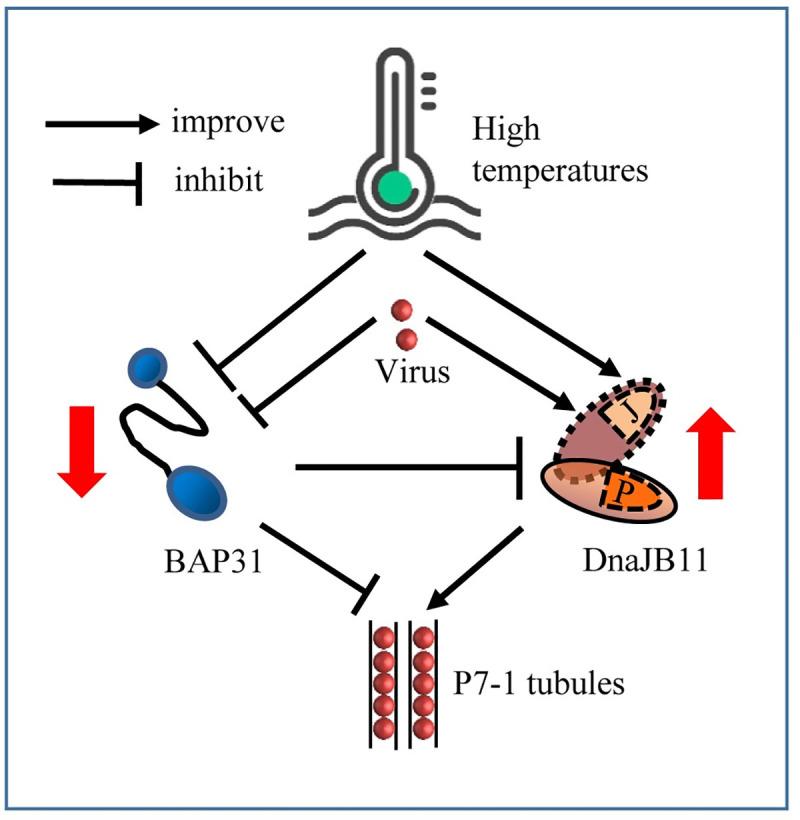 https://cdn.ncbi.nlm.nih.gov/pmc/blobs/c9ca/7951979/d11f57eda99a/ppat.1009347.g008.jpg