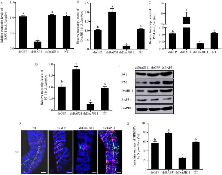 https://cdn.ncbi.nlm.nih.gov/pmc/blobs/c9ca/7951979/eea37594006b/ppat.1009347.g006.jpg