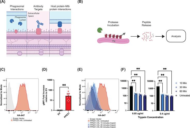 https://cdn.ncbi.nlm.nih.gov/pmc/blobs/c9cb/11792546/9efe2662ea32/spectrum.02277-24.f001.jpg