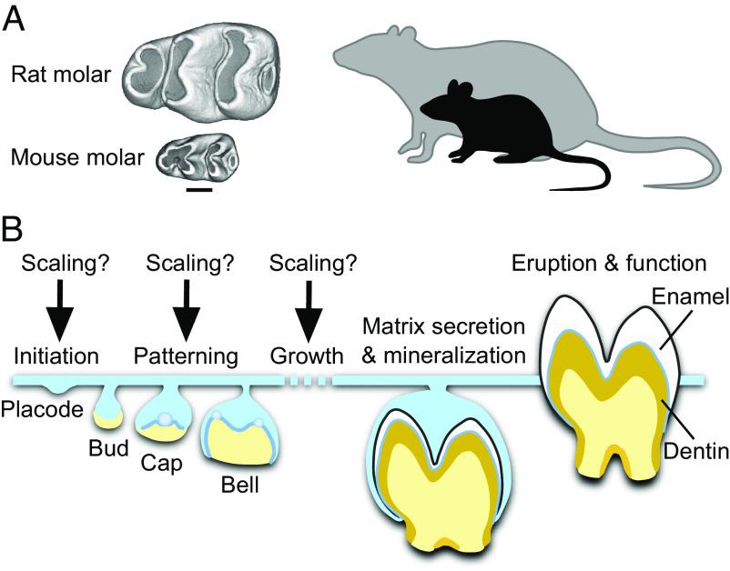 https://cdn.ncbi.nlm.nih.gov/pmc/blobs/c9ce/10288632/3ae8bada55d4/pnas.2300374120fig01.jpg