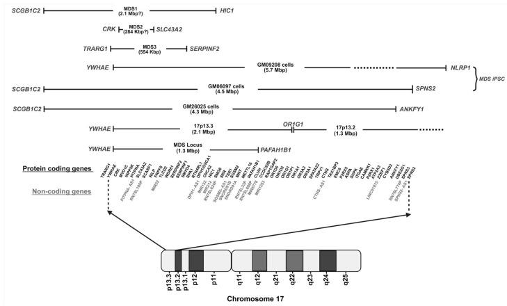 https://cdn.ncbi.nlm.nih.gov/pmc/blobs/c9cf/12347932/d45800418076/ijms-26-07375-g001.jpg