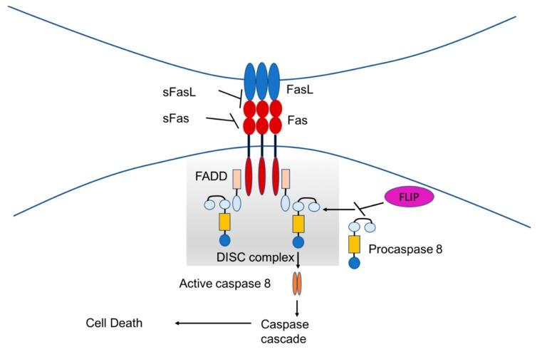 https://cdn.ncbi.nlm.nih.gov/pmc/blobs/c9d3/6747410/654d5f5ba528/ijms-20-04307-g002.jpg