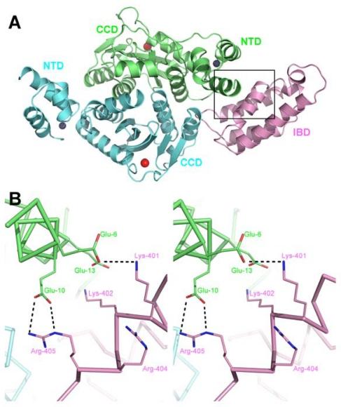 https://cdn.ncbi.nlm.nih.gov/pmc/blobs/c9d5/3185499/540ebd03dbde/viruses-01-00780f5.jpg