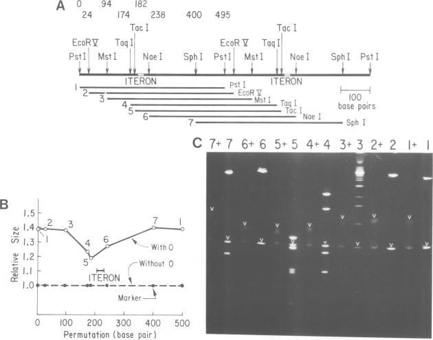 https://cdn.ncbi.nlm.nih.gov/pmc/blobs/c9d8/554704/566513923add/emboj00278-0246-a.jpg