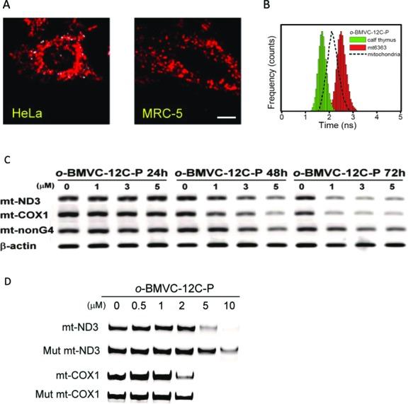 https://cdn.ncbi.nlm.nih.gov/pmc/blobs/c9db/4666356/3814588e57bf/gkv1061fig5.jpg