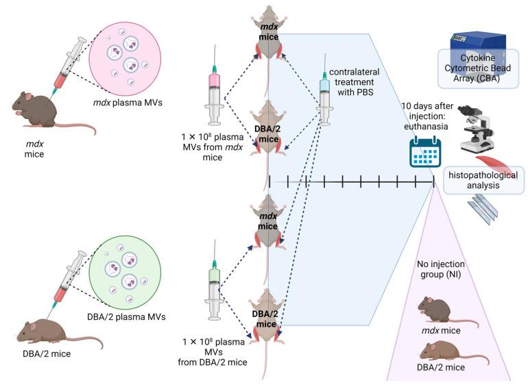 https://cdn.ncbi.nlm.nih.gov/pmc/blobs/c9dd/12026684/01379c3dbd4b/ijms-26-03499-g004.jpg