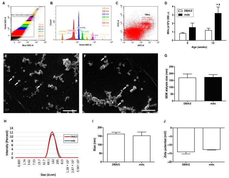 https://cdn.ncbi.nlm.nih.gov/pmc/blobs/c9dd/12026684/0a003af454bb/ijms-26-03499-g001.jpg
