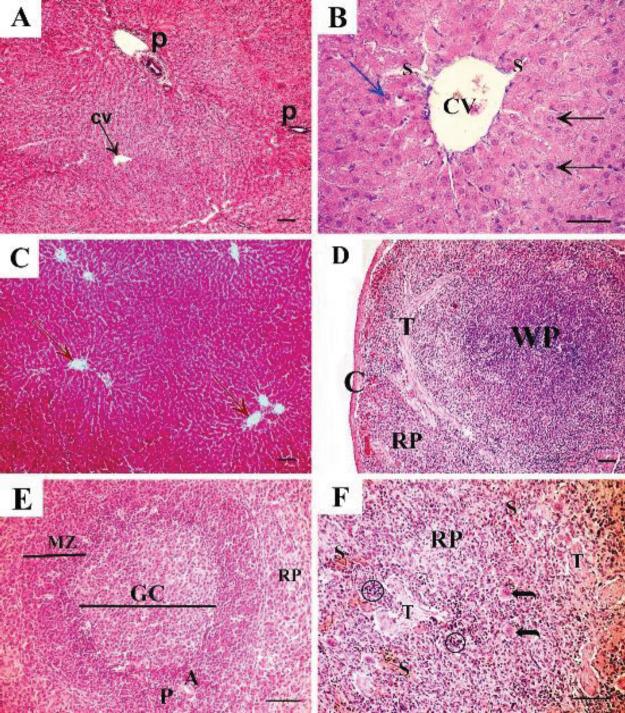 https://cdn.ncbi.nlm.nih.gov/pmc/blobs/c9de/9320204/06bd585e9378/IJBMS-25-732-g002.jpg
