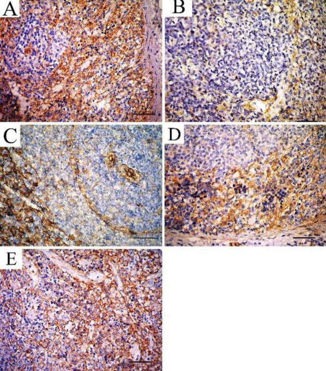 https://cdn.ncbi.nlm.nih.gov/pmc/blobs/c9de/9320204/a9452fe030d1/IJBMS-25-732-g009.jpg