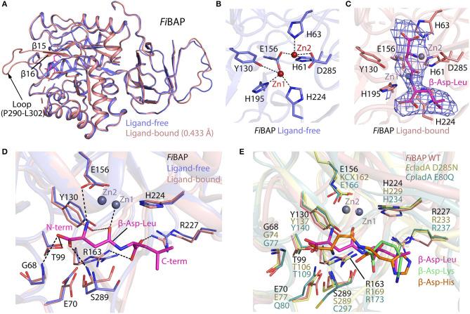 https://cdn.ncbi.nlm.nih.gov/pmc/blobs/c9ea/7774594/e7bd1e87bd28/fmolb-07-600634-g0005.jpg