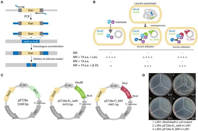 https://cdn.ncbi.nlm.nih.gov/pmc/blobs/c9ea/7774594/e7d085a1da74/fmolb-07-600634-g0006.jpg