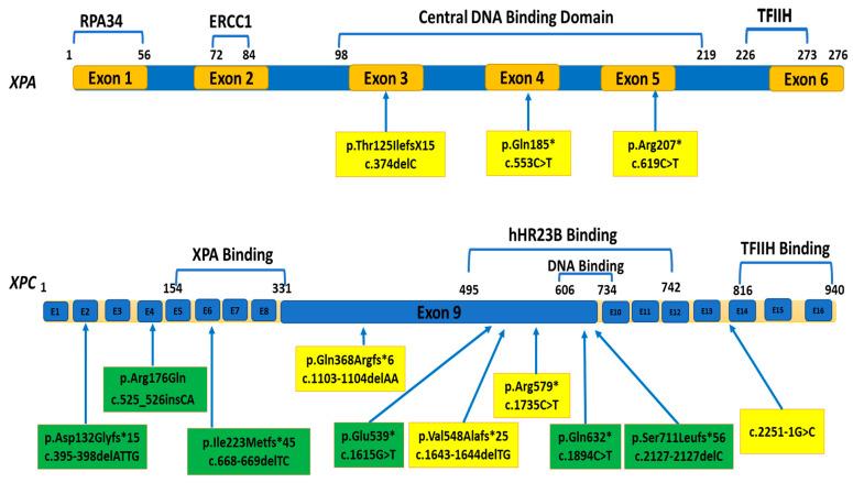 https://cdn.ncbi.nlm.nih.gov/pmc/blobs/c9ea/7924063/bb173f6da69c/genes-12-00295-g001.jpg