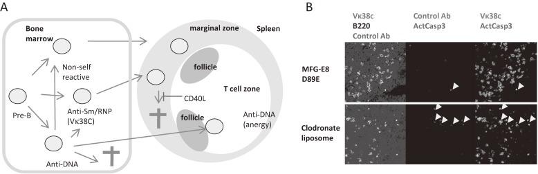 https://cdn.ncbi.nlm.nih.gov/pmc/blobs/c9ed/5829613/ee5afffbf93c/pjab-94-035-g005.jpg