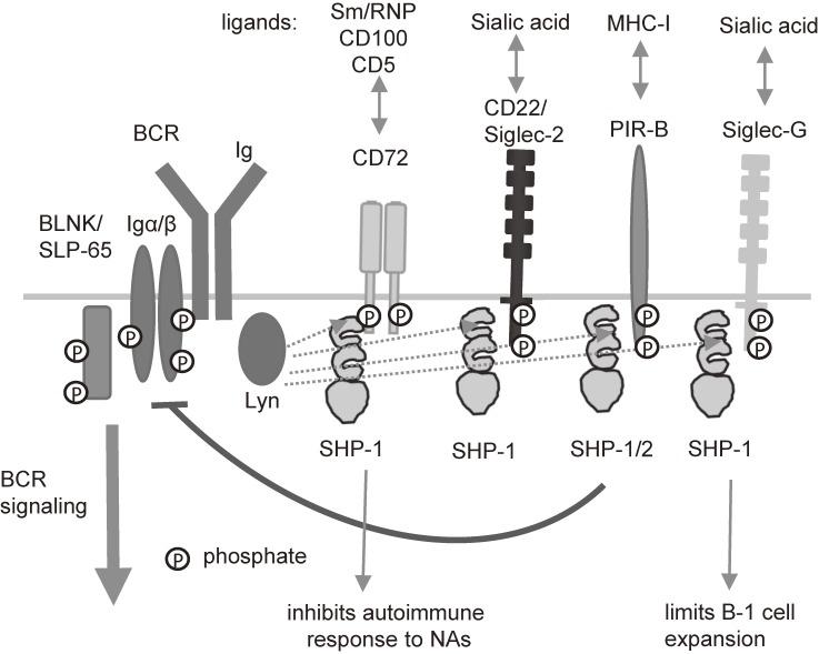 https://cdn.ncbi.nlm.nih.gov/pmc/blobs/c9ed/5829613/ff819fe7152a/pjab-94-035-g004.jpg