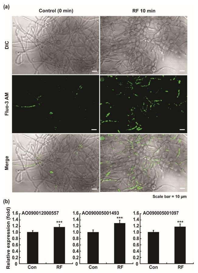 https://cdn.ncbi.nlm.nih.gov/pmc/blobs/c9f0/9695996/2df6d45c81f1/jof-08-01187-g007.jpg