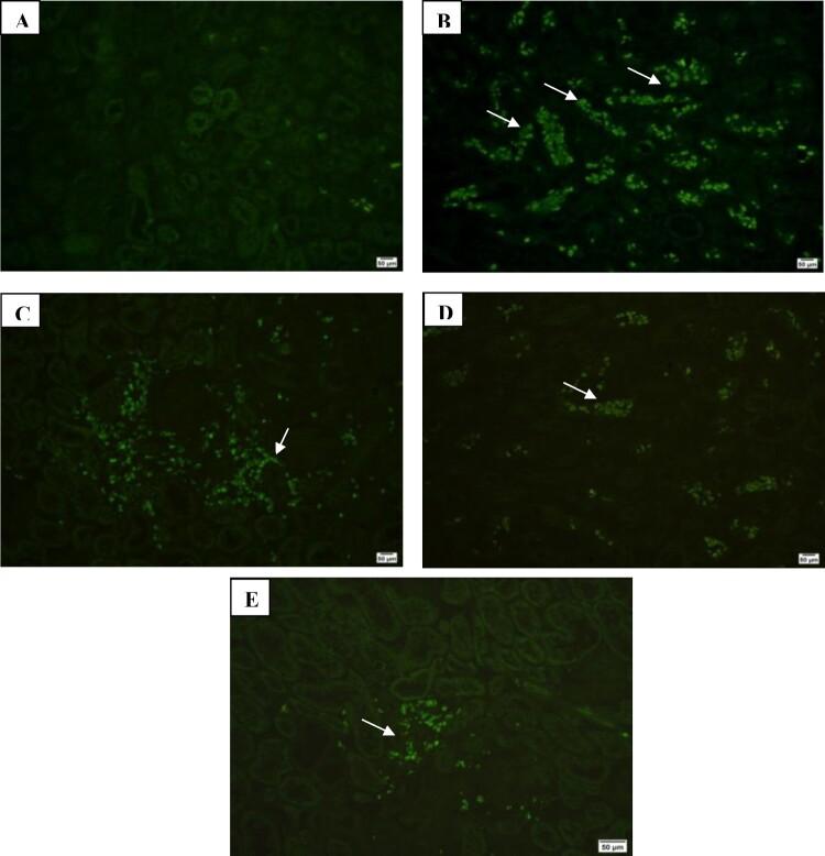 https://cdn.ncbi.nlm.nih.gov/pmc/blobs/c9f1/9648381/c14353170085/YRER_A_2139947_F0007_OC.jpg