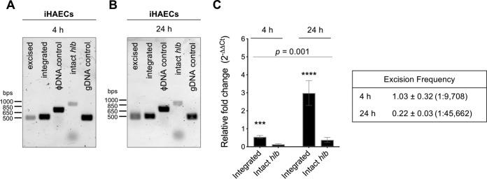 https://cdn.ncbi.nlm.nih.gov/pmc/blobs/c9f4/6597384/5dead02d9d02/JB.00766-18-f0004.jpg
