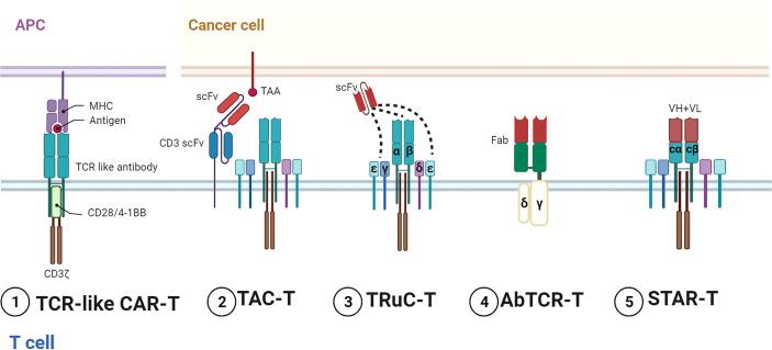https://cdn.ncbi.nlm.nih.gov/pmc/blobs/c9f7/9315443/2c339541a2b5/fimmu-13-936496-g002.jpg
