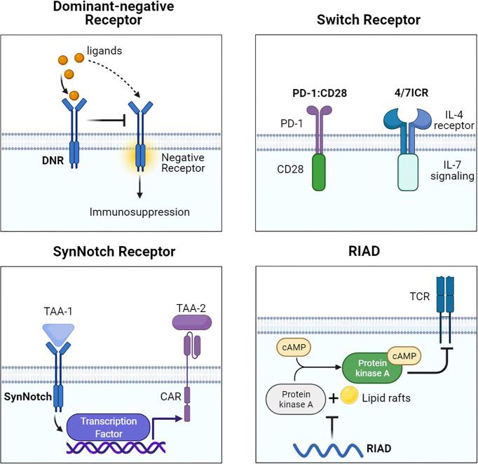 https://cdn.ncbi.nlm.nih.gov/pmc/blobs/c9f7/9315443/a52132958df2/fimmu-13-936496-g003.jpg
