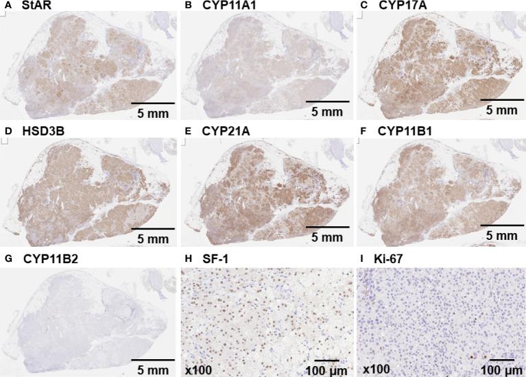 https://cdn.ncbi.nlm.nih.gov/pmc/blobs/c9f7/9373900/faf0c0d32598/fendo-13-934748-g002.jpg
