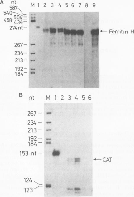 https://cdn.ncbi.nlm.nih.gov/pmc/blobs/c9f8/364515/aed2b17d8b11/molcellb00029-0124-a.jpg