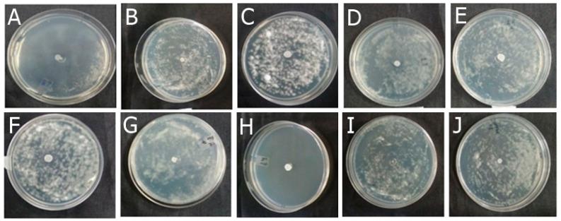 https://cdn.ncbi.nlm.nih.gov/pmc/blobs/c9fa/11428305/50c0f82a3d3c/antibiotics-13-00892-g003.jpg