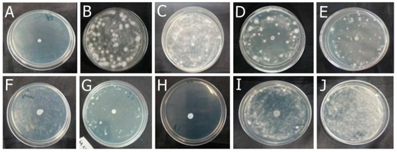 https://cdn.ncbi.nlm.nih.gov/pmc/blobs/c9fa/11428305/b0c373e9f882/antibiotics-13-00892-g004.jpg
